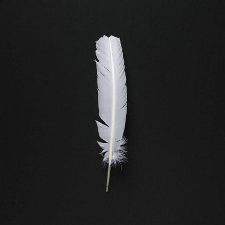 Arno Adams - Vogel (CD)