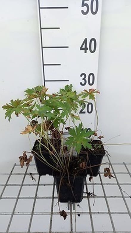 6x Ooievaarsbek - Geranium prat. 'Splish Splash' | 9x9 cm pot