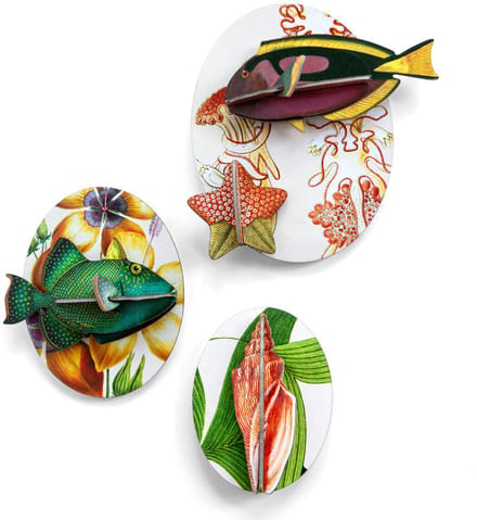 Collectors box Fishes - vol 1