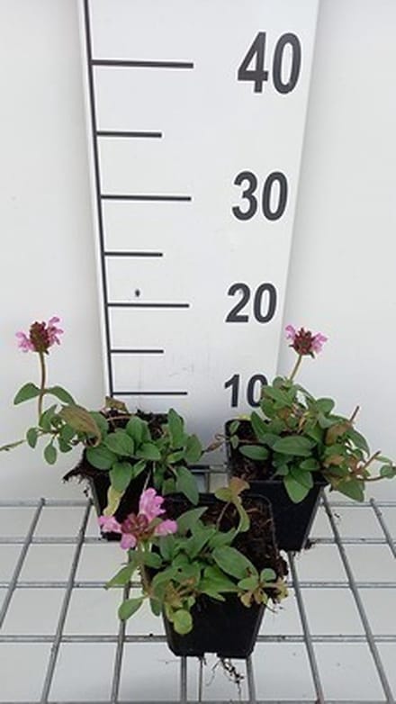 6x Brunel - Prunella grand. 'Pink Loveliness' | 9x9 cm pot