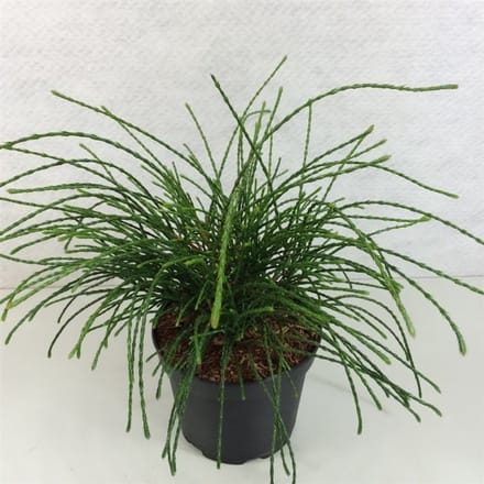 Thuja plicata ‘Whipcord’ - Levensboom | 20-25 cm pot