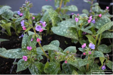 6x Longkruid - Pulmonaria SACCH. 'MRS Moon' | 9x9 cm pot