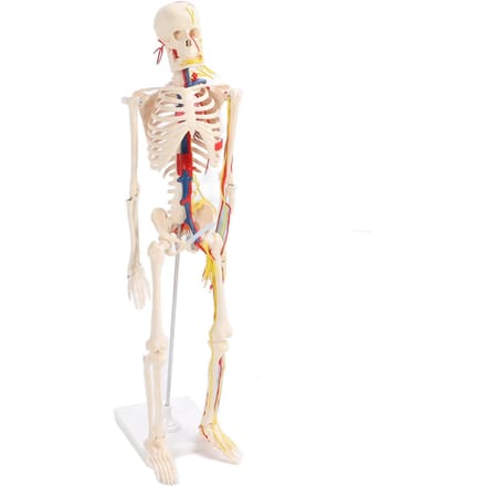 85cm Menselijk Skelet Assembleermodel Duidelijke Structuur DIY Skelet Knutselen Educatief Speelgoed voor Studenten white