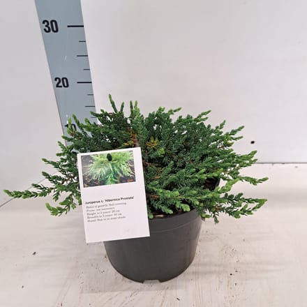 Juniperus comm. 'Hibernica Prostrata' - Jeneverbes | 25-30 cm pot