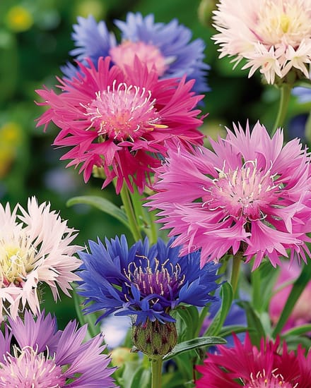2 sets - Keizerskorenbloem Zaden Centaurea Moschata Eenjarig Imperialis Gemengd