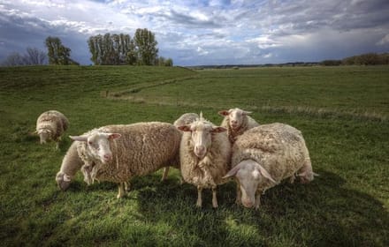 Puzzel Volwassenen - Legpuzzel - Ontspanning Thuis - 1000 Stukjes - 75x50cm - Schaap Afbeelding