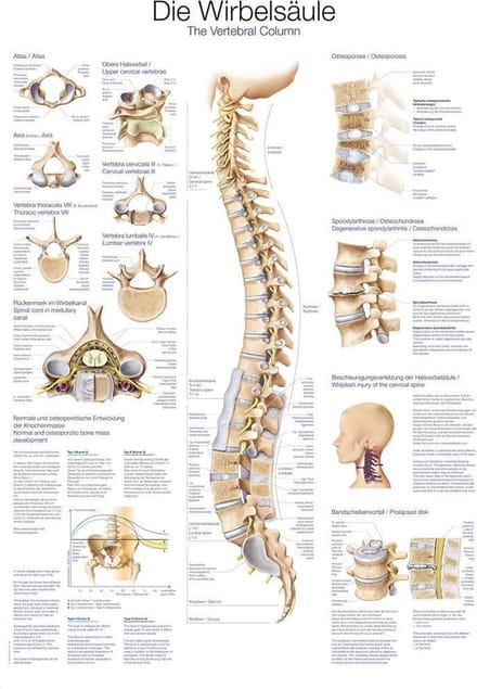 Het menselijk lichaam - anatomie poster wervelkolom (Duits/Engels/Latijn, papier, 50x70 cm)
