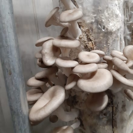 Sporen / zaden van de oesterzwam, 250 gram