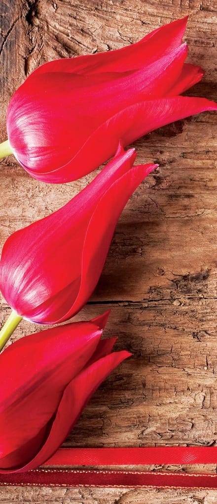Flowers Forest Nature Photo Wallcovering