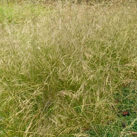 6x Smele - Deschampsia cespitosa 'Schottland' - Pot 9x9cm