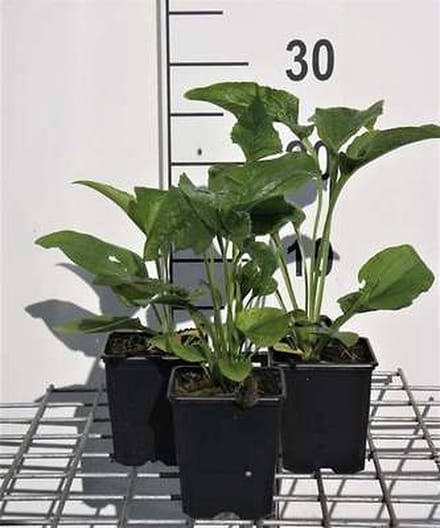 6x Zonnehoed - Echinacea purp. Alba' | pot 9 x 9 cm