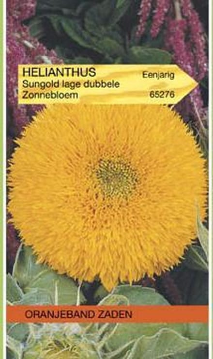 Oranjeband - Zonnebloem Sungold Dubbelbloemig Laag 50cm