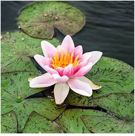 Moerings Nymphaea Laydekeri Lilacea | Waterlelie | In 3L Mand
