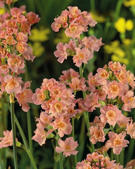 2 sets - Lamsoor Zaden Limonium Sinuatum Eenjarig Apricot Shades