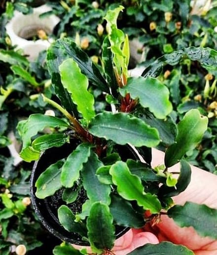 Aquaflora Bucephalandra Wavy Green | in 5 cm pot Waterplant