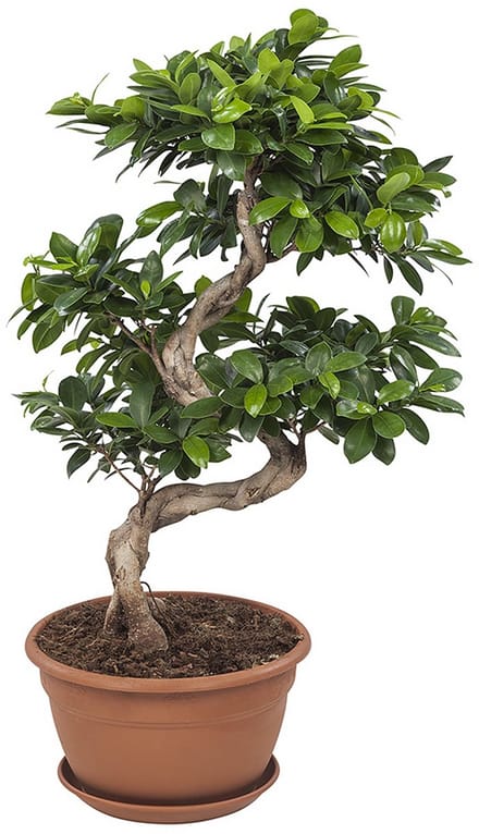 Ficus Gin Seng Bonsai - Hoogte 60cm - Pot 24cm