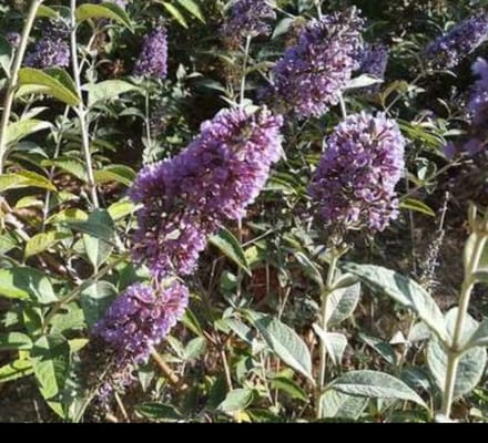 2 x Buddleja hybr. 'Lochinch' - Vlinderstruik 40- 60 cm in pot