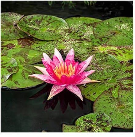 Moerings Nymphaea Red Spider | Waterlelie | In 11CM pot - Rood