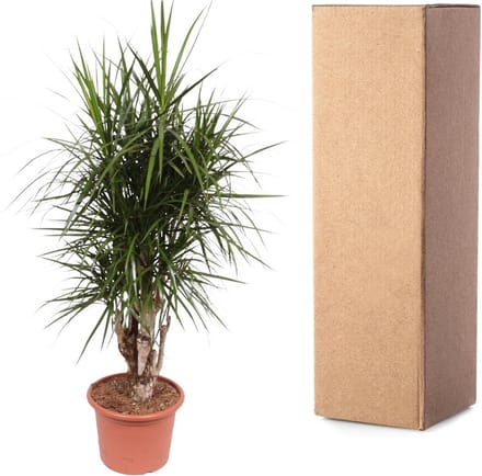 Dracaena Marginata vertakt - 170 cm - ø40