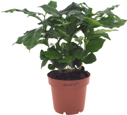Coffea Arabica | 30cm