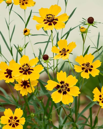 2 sets - Meisjesogen Zaden Coreopsis Tinctoria Organic Eenjarig Hoog Gemengd