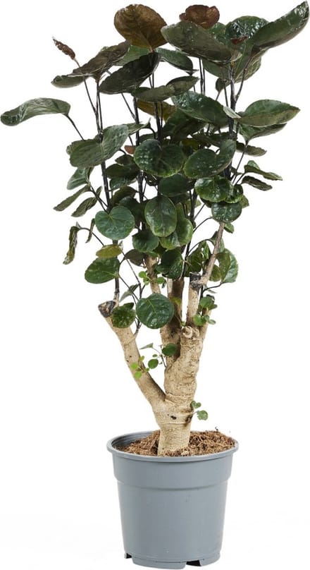 PLNTS - Polyscias Fabian - Kamerplant - Kweekpot 17 cm - Hoogte 60 cm