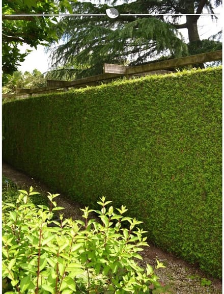 Levensboom Thuja plicata Martin 140-160 cm, 10x Haagplant
