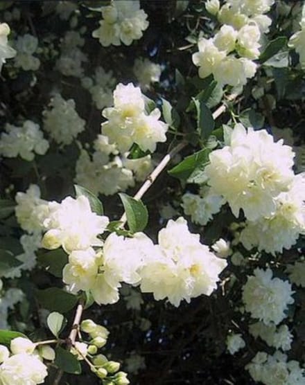 Philadelphus 'Bouquet Blanc' - Boerenjasmijn 50 - 60 cm in pot