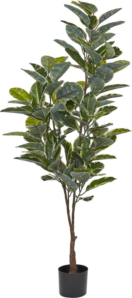 FICUS ELASTICA - Kunstplant - Groen - 160 cm - Synthetisch materiaal