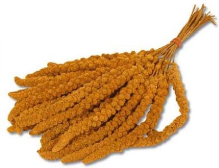 Trosgierst Chinees - 15 Kg
