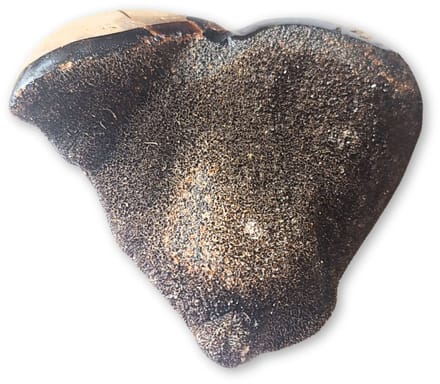Septarie wild hart nr.06