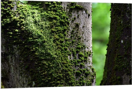 Forex - Mos op Boom - 120x80cm Foto op Forex