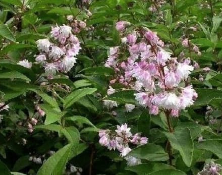 2 x Deutzia scab. 'Codsall Pink' - Bruidsbloem 40- 60 cm in pot