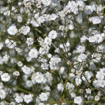 6 x Gypsophila Paniculata 'Bristol Fairy' - Gipskruid pot 9x9cm