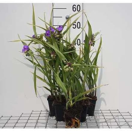 6x Eendagsbloem - Tradescantia (a) 'Leonora' | 9x9 cm pot