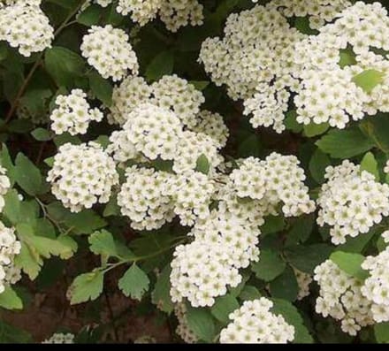 2 x Spiraea vanhouttei - Spierstruik 30- 40 cm in pot