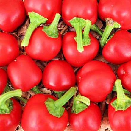 BIO paprika zaden - Paprika Mini Bell Rood