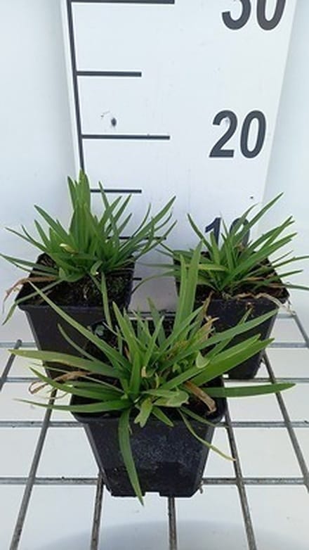 6x Afrikaanse lelie - Agapanthus hybr. 'Peter Pan' | 9x9 cm pot