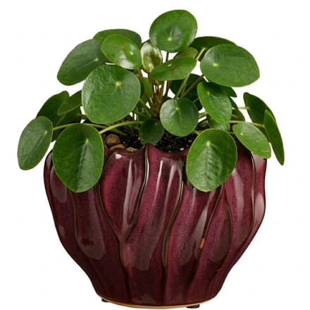 Mica Decorations Planten / bloempot Thom - bordeaux rood - keramiek - 19 x 24 cm
