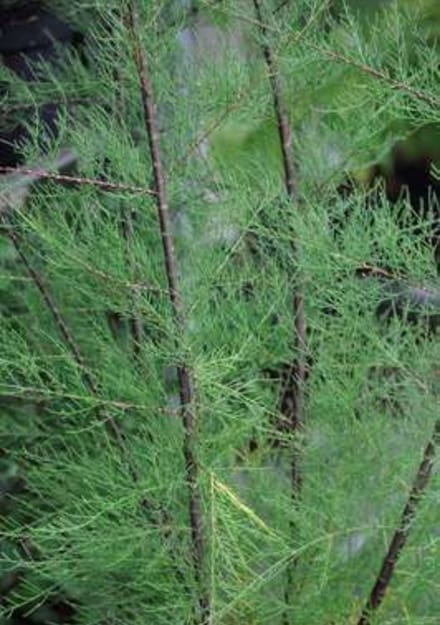 Tamarix tetrandra - Tamarisk 60 - 80 cm in pot