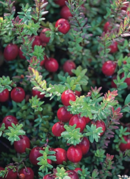 Vaccinium macrocarpon (cranberry) - 30-40 cm in pot