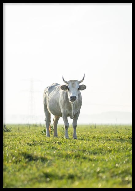 Poster Koe - 70x100cm - Poster Dieren