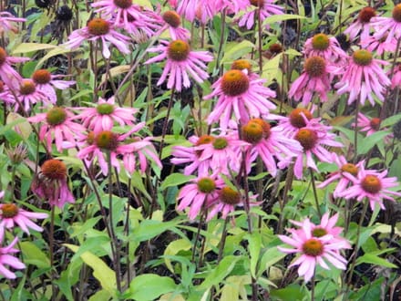 6x Zonnehoed - Echinacea Purpurea | 9x9 cm pot