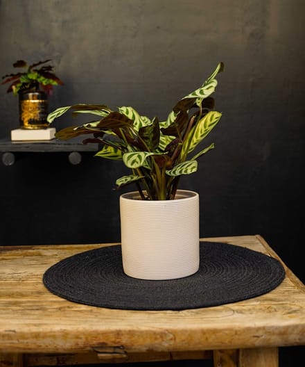 Calathea | Ctenanthe Burle Marxii | 35cm | met gebroken witte keramieken pot