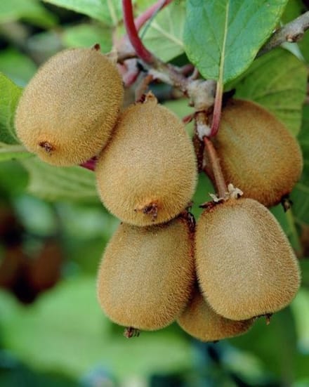 Actinidia Deliciosa 'Boskoop' - Kiwi;Straalstempel 50- 60 cm pot