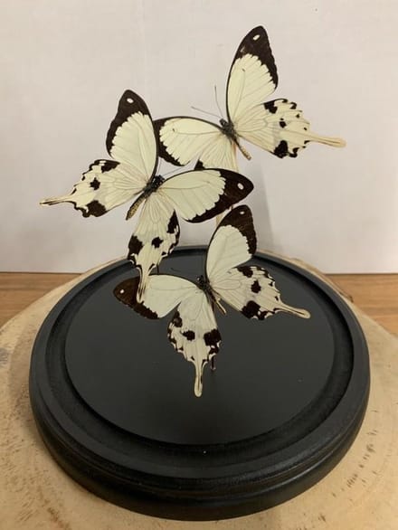 Stolp met Papilio Dardanus (3)