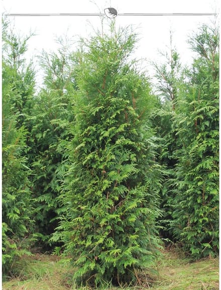 Levensboom Thuja plicata Atrovirens 180-200 cm, 15x Haagplant