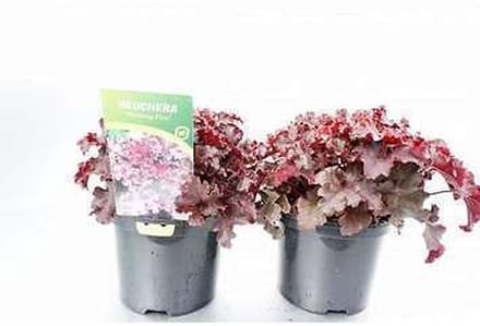 6x Damastbloem - Heuchera amer. 'Melting Fire' | 9x9 cm pot