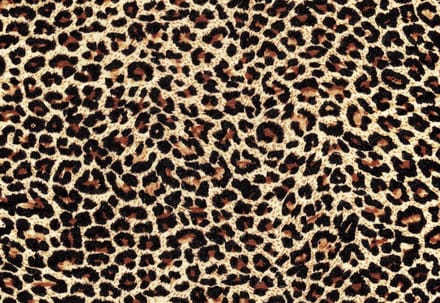 Fotobehang Leopard | PANORAMIC - 250cm x 104cm | 130g/m2 Vlies