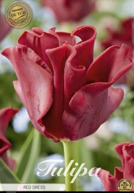 Dutch Finest Quality bloembollen Tulpen Tulp Crown Red Dress x7 12/+s